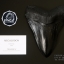 โมเดลจำลอง ฟันฉลามยักษ์เมกกาโลดอน Megalodon ขนาด 6 นิ้ว พร้อมฐานวาง #MGT006