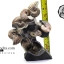 ฟอสซิล แอมโมไนต์ Ammonite Deschaesites และ Aconeceras- จาก Middle Volga, Russia #AM034