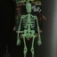 โมเดลโครงกระดูกเรืองแสง Glow in the Dark Skeleton (น้าผีเรืองแสง)