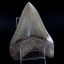 ฟันฉลามยักษ์เมกาโลดอน Megalodon 4.9" เกรด A ระดับโชว์ในพิพิธภัณฑ์ #MGT007