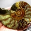 ฟอสซิลหอย Ammonite (Cleoniceras besairiei) ผ่าซีกเห็นเนื้อแร่ - จาก Madagascar #AM009