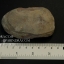 ฟอสซิลเฟิร์น ชนิด Neuropteris sp. จาก Mazon Creek, Illinois, USA #FRN002
