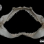 ปากปลาฉลามสำหรับตั้งโชว์ ขนาด 11 นิ้ว (Carcharhinus plumbeus) SHJ002