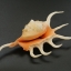 ขายเปลือกหอยจักรนารายณ์ LAMBIS CROCATA สภาพสมบูรณ์ #LC006
