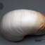 ขายเปลือกหอยงวงช้าง นอติลุส Nautilus Allonautilus scrobiculatus ขนาด 5.9 นิ้ว (หายากที่สุด)