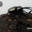 ด้วงกว่างตัวเต็มวัย Chalcosoma atlas (WD) ตัวป่าพม่าขนาด 85 mm.
