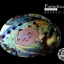 เปลือกหอยเป๋าฮื้อแท้ (Abalone) ขัด สีปีกแมลงทับ ขนาดใหญ่ คัดสวย