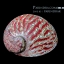 เปลือกหอยเป๋าฮื้อ(Abalone)ขัดและเคลือบเรซิ่นแดง 003