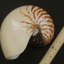 เปลือกหอยงวงช้าง นอติลุส Nautilus pompilus ขนาด 7 นิ้ว #002