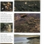 หนังสือคู่มือการสะสมเปลือกหอยของ Smithsonian Handbooks: Shells (หนังสือใหม่ มือ 1)