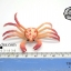 โมเดลชุดปูทะเล Educational Toys SEA CRAB มีหลายสีหลายชนิด ครบชุด 6 ตัว