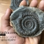 ฟอสซิล แอมโมไนต์ Ammonite Dactylioceras commune Whitby UK #AM037