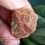 หินรูปทรงประหลาดจากทะเลทรายโกบี GOBI Fish Roe Stone #GOBI008