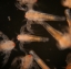 ไข่อาร์ทีเมีย S.K. ARTEMIA CYST BRINE SHRIMP EGGS ขนาด 50 กรัม