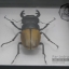 ด้วงกว่าง (Odontolabis mouhotii elegans) ในกรอบไม้สีดำ สำหรับตั้งโชว์ ขนาด 12.5x6x4 cm.
