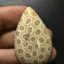 ฟอสซิลหินปะการังขัด Fossil Coral ใหญ่และหนา สำหรับห้อยคอ หรือ พวงกุญแจ คัดสวยพิเศษ #CRF034