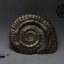 ฟอสซิลหอย Ammonite (Hildoceras bifrons) Whitby Fossil UK #AM030