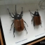 ด้วงกว่างห้าเขา กว่างซางเหนือ ตัวผู้และตัวเมีย (Eupatorus gracilicornis Arrow) สำหรับตั้งโชว์ ขนาด 6x8 นิ้ว