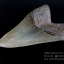 ฟันฉลามยักษ์เมกาโลดอน Megalodon 4.9" เกรด A ระดับโชว์ในพิพิธภัณฑ์ #MGT007