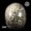 หินแร่ CORAL FOSSIL แกะสลักรูปหัวกระโหลก #SKC002