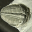 ฟอสซิล Trilobite ไทรโลไบท์ จากรัฐ Utah USA T2 #TLB003