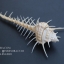 หอยสังข์หวี หอยสังข์หนาม (Murex pecten) ขนาด นิ้ว #MUREX001