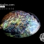 เปลือกหอยเป๋าฮื้อแท้ (Abalone) ขัด สีปีกแมลงทับ ขนาดใหญ่ คัดสวย