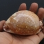 เปลือกหอยเบี้ยแผนที่ Map Cowry (Leporicypraea mappa) ขนาด 70-80 mm