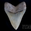 ฟันฉลามยักษ์เมกาโลดอน Megalodon 4.9" เกรด A ระดับโชว์ในพิพิธภัณฑ์ #MGT007