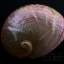 เปลือกหอยเป๋าฮื้อแท้ (Abalone) ขัด สีฃมพูเหลือบรุ้ง ขนาดใหญ่ 6 นิ้ว สำหรับตกแต่งและงานฝีมือ