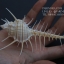 หอยสังข์หวี หอยสังข์หนาม (Murex pecten) ขนาด นิ้ว #MUREX001