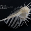 หอยสังข์หวี หอยสังข์หนาม (Murex pecten) ขนาด นิ้ว #MUREX004