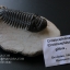 ฟอสซิล Trilobite Crotalocephalus gibbus, Morocco #TLB008