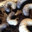 ขายตัวอ่อนหนอนด้วงกว่างชน (Xylotrupes gideon) ระยะ L1-L2-L3 จัดส่งไปรษณีย์ทั่วไทยครับ