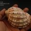 เปลือกหอยมะเฟือง #Harpa articularis ขนาด 3 นิ้ว
