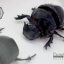 แมลงกุดจี่ยักษ์ ตัวใหญ่มาก แบบคู่ (Heliocopris dominus) ในกรอบไม้น้ำตาล สำหรับตั้งโชว์ ขนาด 6x8 นิ้ว