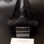 โมเดลจำลอง ฟันฉลามยักษ์เมกกาโลดอน Megalodon ขนาด 6 นิ้ว พร้อมฐานวาง #MGT006