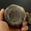 ฟอสซิล แอมโมไนต์ Ammonite Dactylioceras commune Whitby UK #AM039