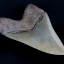 ฟันฉลามยักษ์เมกาโลดอน Megalodon 4.9" เกรด A ระดับโชว์ในพิพิธภัณฑ์ #MGT007