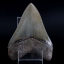 ฟันฉลามยักษ์เมกาโลดอน Megalodon 4.9" เกรด A ระดับโชว์ในพิพิธภัณฑ์ #MGT007