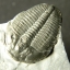 ฟอสซิล Trilobite ไทรโลไบท์ จากรัฐ Utah USA T2 #TLB003