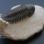 ฟอสซิล Trilobite Crotalocephalus gibbus, Morocco #TLB008
