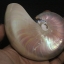 ขายเปลือกหอยงวงช้าง นอติลุสแบบผ่าซีก Nautilus Pompilus หอยหายาก NP004