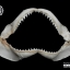 ปากปลาฉลามสำหรับตั้งโชว์ ขนาด 11 นิ้ว (Carcharhinus plumbeus) SHJ002