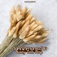 ต้นหญ้าหางกระต่าย Bunny Tails Prop พร็อพถ่ายรูป ตกแต่งบ้าน ร้านค้า ไม้ประดับแจกัน อบแห้ง ต้นหญ้าหางกระต่าย Bunny Tails Prop พร็อพถ่ายรูป ตกแต่งบ้าน ร้านค้า ไม้ประดับแจกัน อบแห้ง