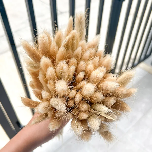 ต้นหญ้าหางกระต่าย Bunny Tails Prop พร็อพถ่ายรูป ตกแต่งบ้าน ร้านค้า ไม้ประดับแจกัน อบแห้ง image 2 ต้นหญ้าหางกระต่าย Bunny Tails Prop พร็อพถ่ายรูป ตกแต่งบ้าน ร้านค้า ไม้ประดับแจกัน อบแห้ง image 2