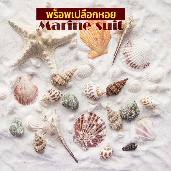 พร็อพเปลือกหอย พร็อพธรรมชาติ ตกแต่งการถ่ายภาพ พร็อพถ่ายรูปสินค้าเครื่องสำอาง เครื่องประดับ พร็อพเปลือกหอย พร็อพธรรมชาติ ตกแต่งการถ่ายภาพ พร็อพถ่ายรูปสินค้าเครื่องสำอาง เครื่องประดับ
